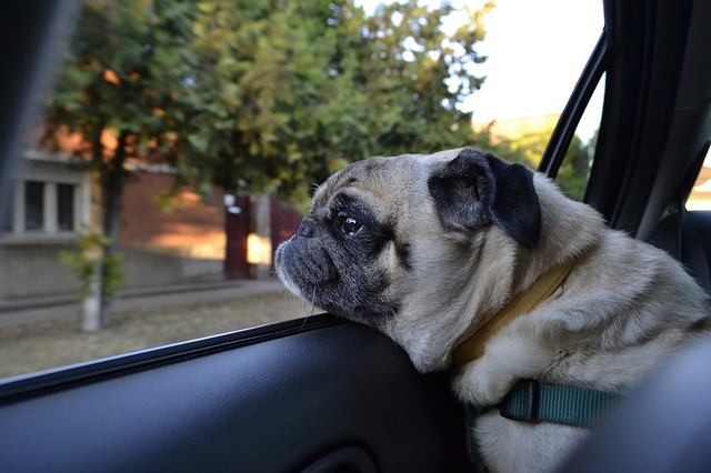 mops